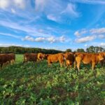 pastva masného skotu