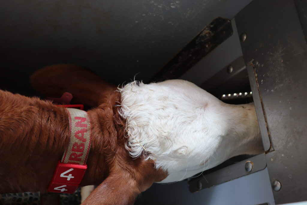 Technologie je vybavena automatickou UV dezinfekcí dudlíku po každém teleti