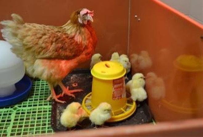 Kuřata líhnutá přirozenou cestou získají prvotní bakterie pro osídlení střevního traktu od kvočny