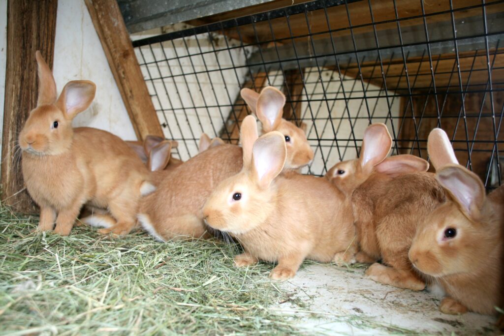 V domácích chovech lze králíky proti myxomatóze preventivně vakcinovat