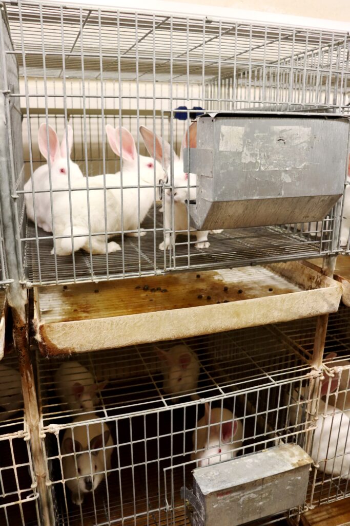 V komerčních chovech králíků se využívají klecové systémy