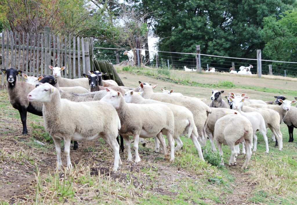 Změna nákazového statusu uvolnila ruce také chovatelům ovcí