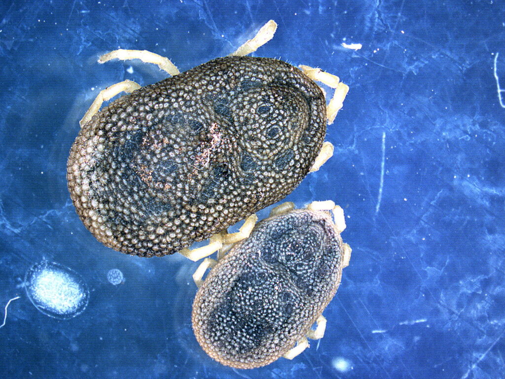 Klíšťata rodu Ornithodoros jsou přenašeči viru AMP