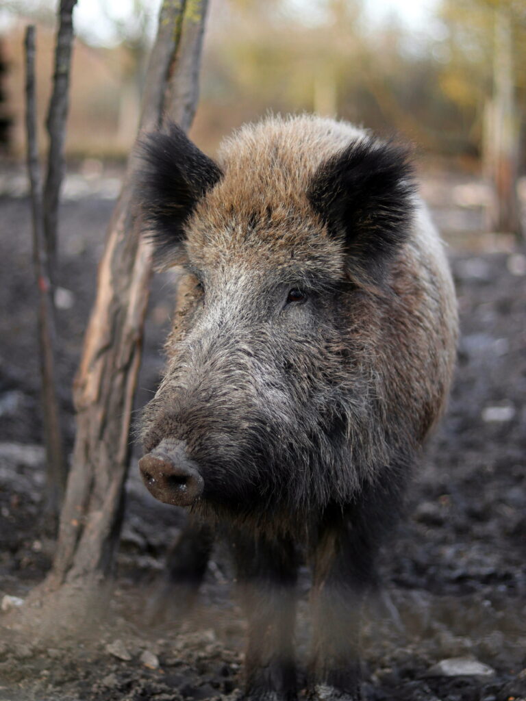 V Evropě hrají klíčovou roli v přenosovém cyklu afrického moru prasat divoká prasata