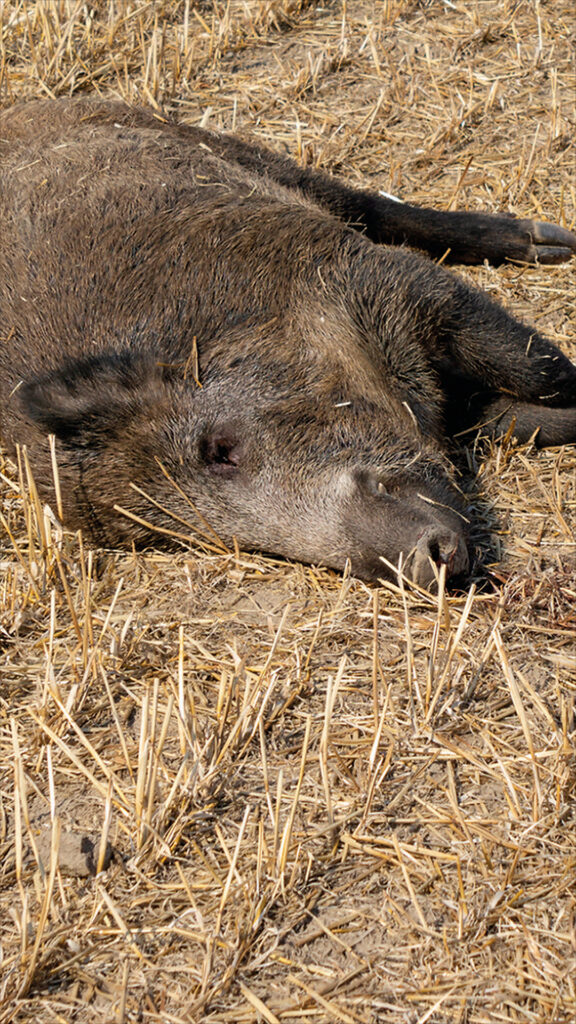 Poslední případ nákazy byl zaznamenán u prasete divokého uloveného v srpnu 2024