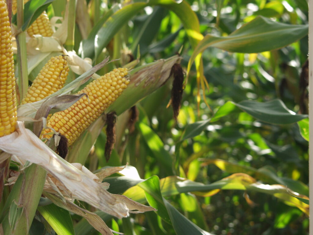 Je třeba dbát na to, aby kukuřice na siláž neměla sušinu vyšší než 35 %