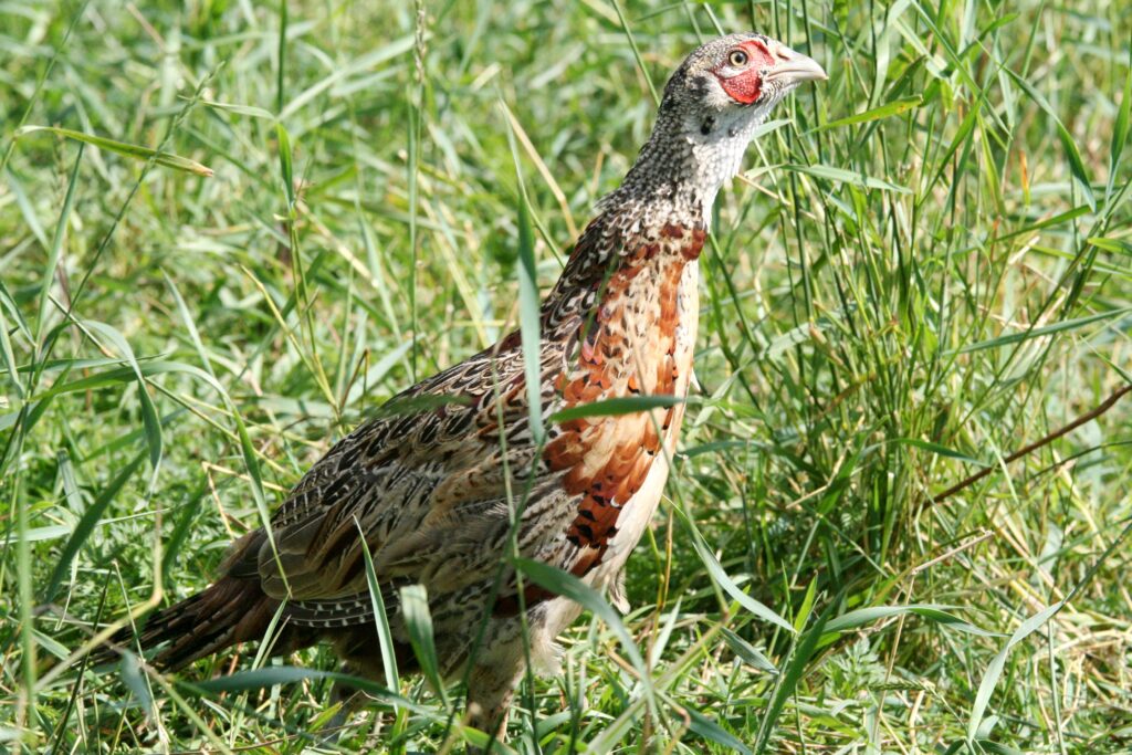 Poslední zdolané ohnisko ptačí chřipky bylo v komerčním chovu bažantů