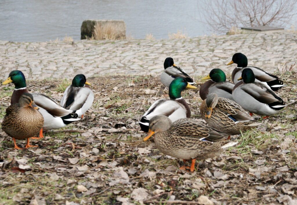 Nejčastějším zdrojem nákazy je volně žijící vodní ptactvo