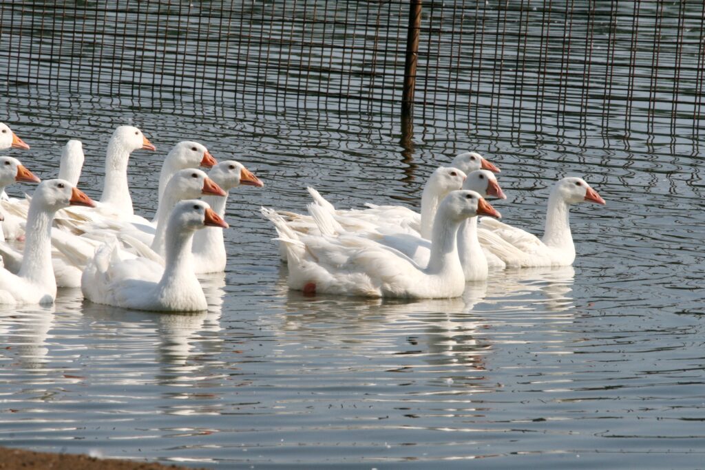 V rizikové oblasti přijatá opatření se týkala i komerčních chovů