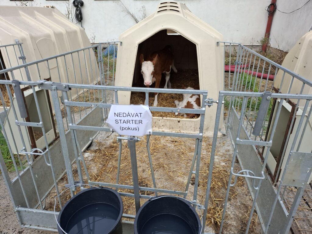 V párových boudách nemají telata možnost volby místa, kde budou ležet a odpočívat