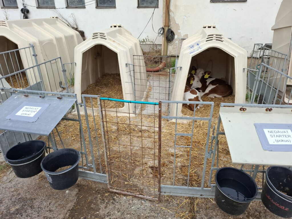 Párově ustájená telata upřednostňují vzájemný kontakt bez ohledu na velikost plochy lože