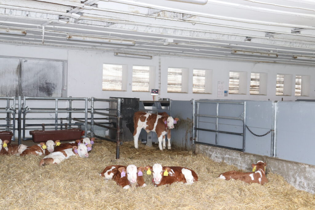 luxusně nastlaný kotec v teletníku s mléčnými automaty