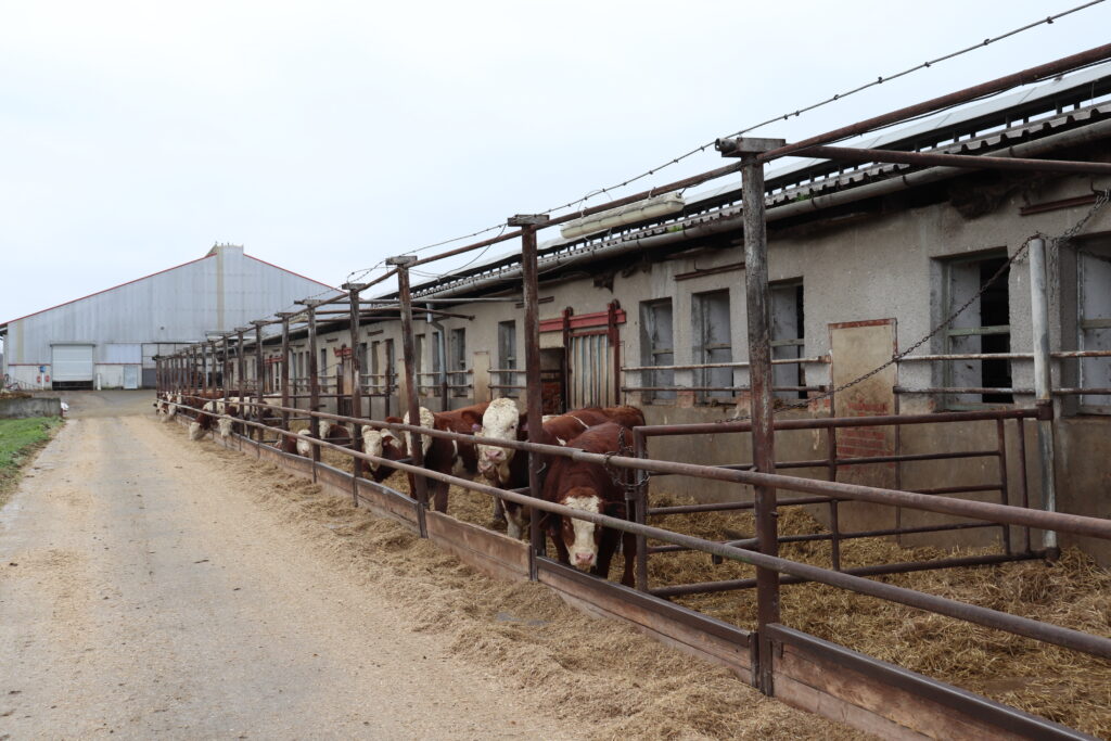 Ve starší stáji mají k dispozici výběh  