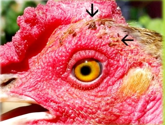 Čmelíci přisátí na svého hostitele