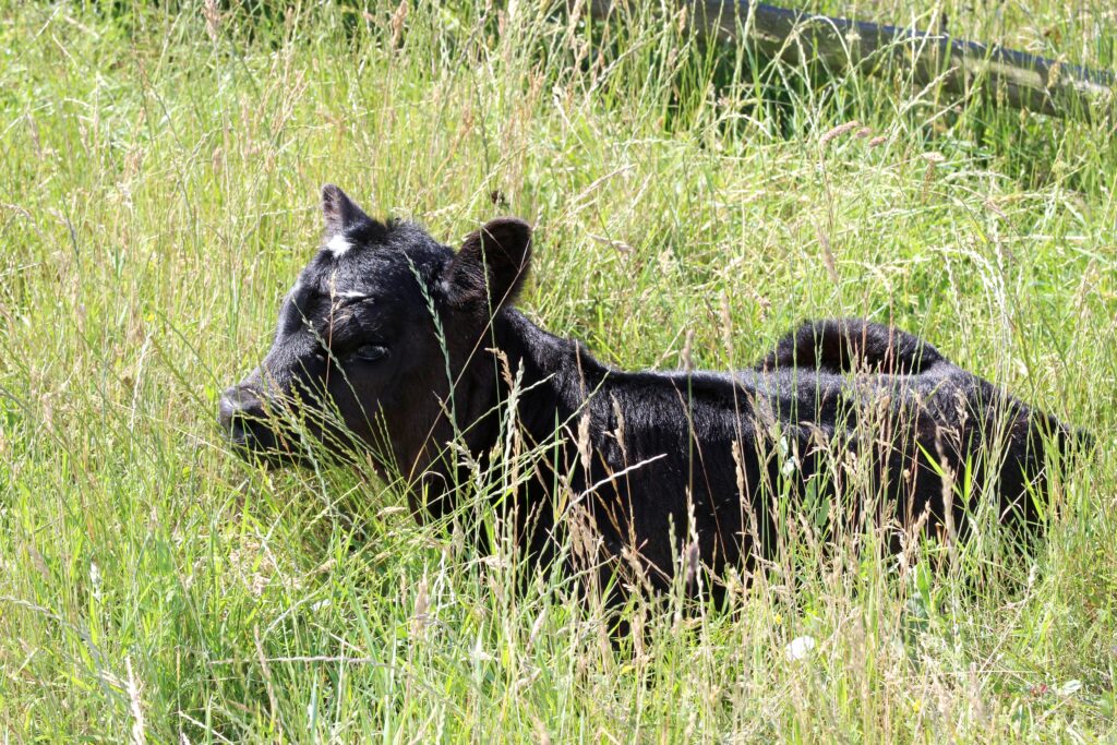 K parazitárním infekcím jsou vnímavá převážně telata do šesti měsíců věku