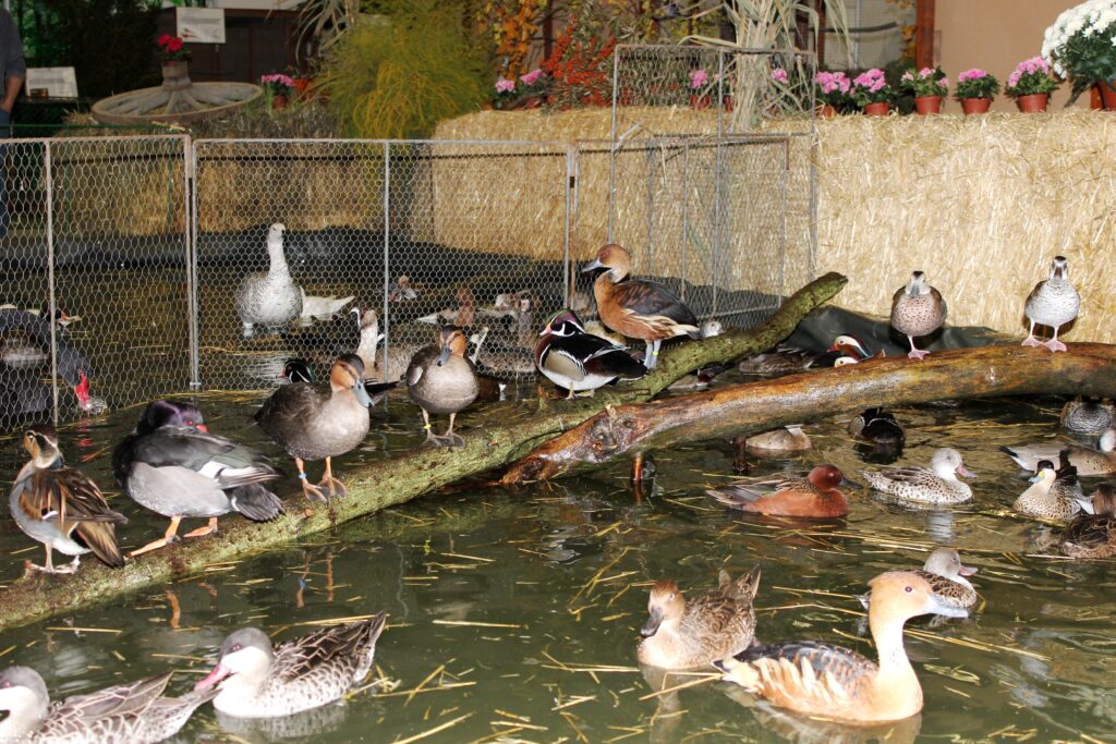 Chovatelé ptactva z rizikové oblasti nesměli účastnit svodů a veřejných vystoupení