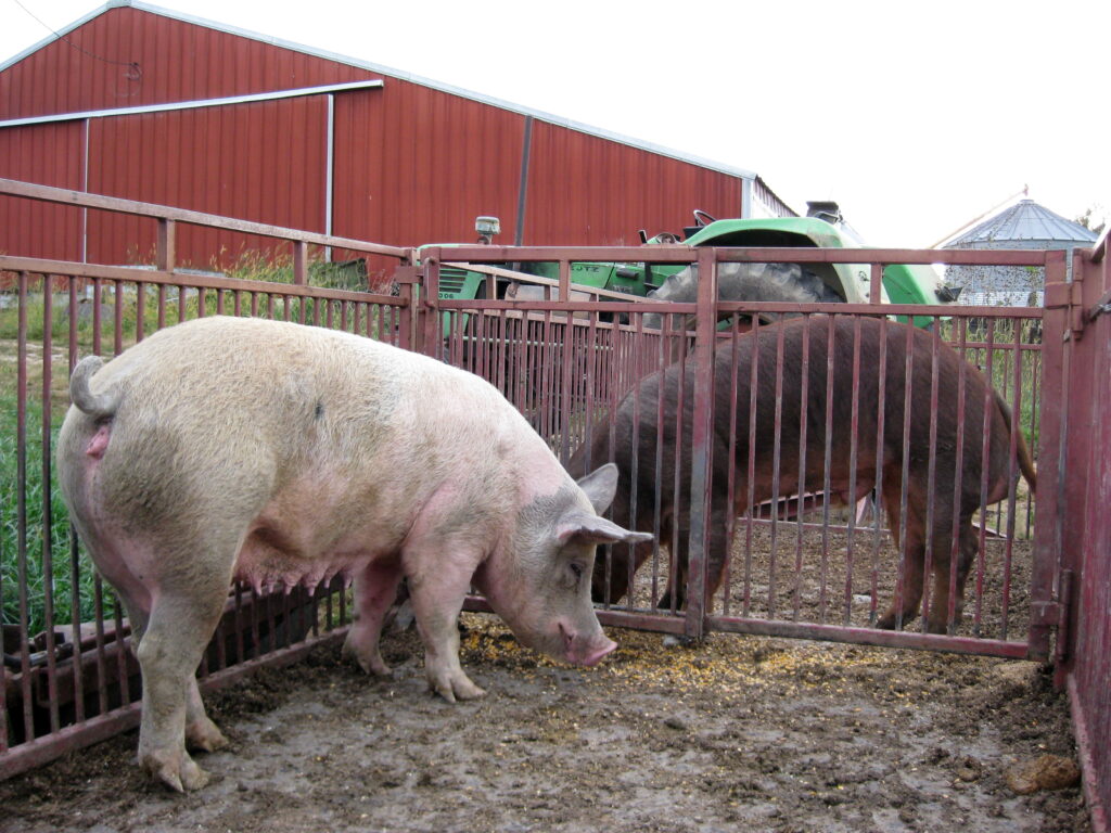 Konvenční metody pro detekci říje založené na chování prasnic jsou subjektivní s proměnlivými výsledky 