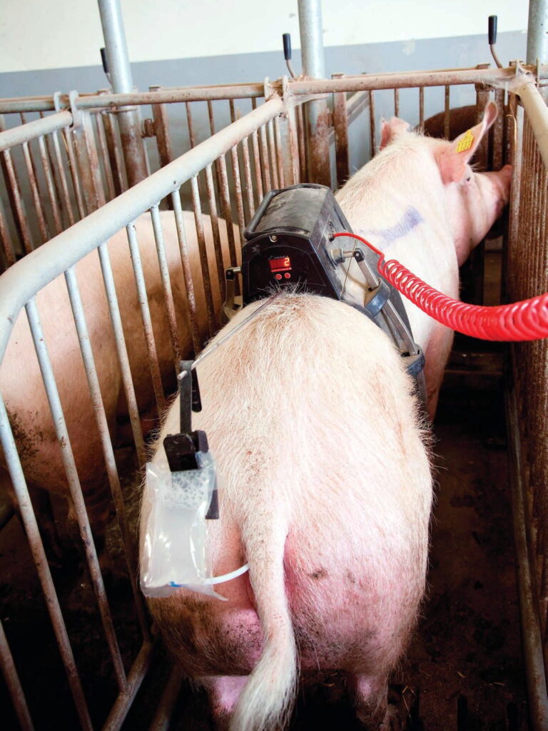 Pomocí digitálních technologií a umělé inteligence lze nejen detekovat říji, ale i stimulovat inseminaci prasnic