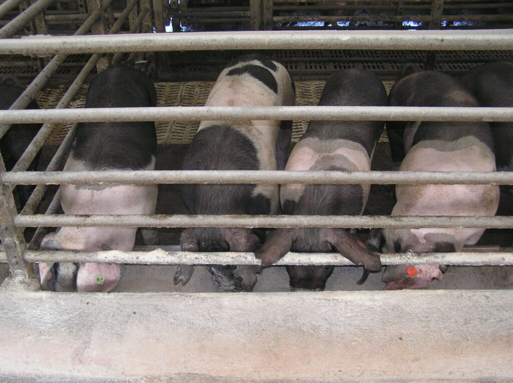 Přeštická prasata v pokusném kotci