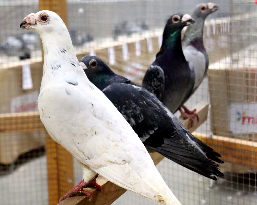 Holub dragoun ve třech barevných rázech