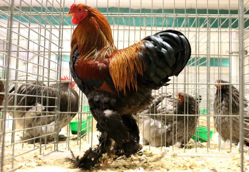 Kohout zdrobnělé brahmánky