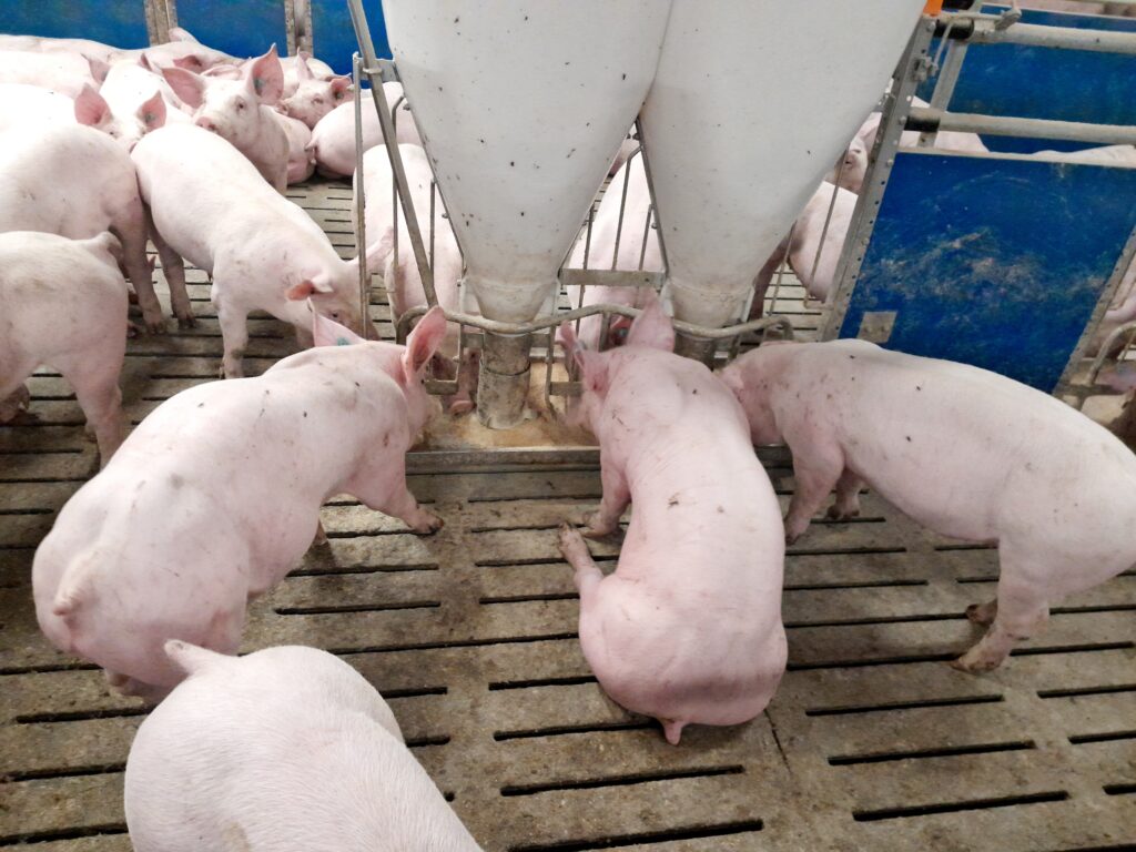 Dostatek místa okolo krmítek snižuje riziko šarvátek mezi zvířaty