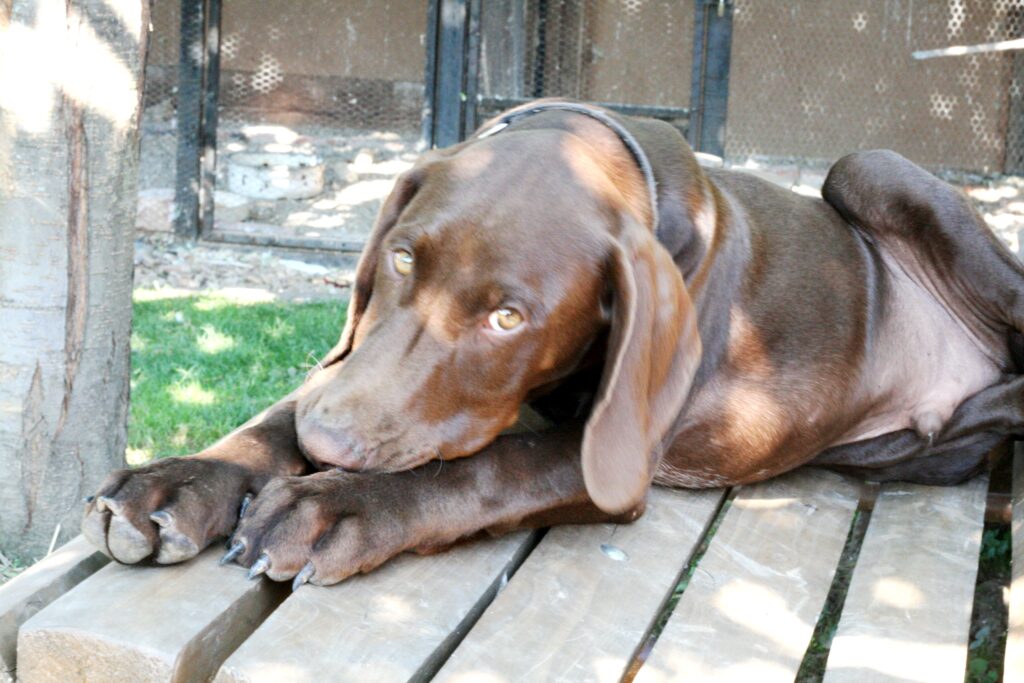 O informace ohledně výskytu nákazy by se měli zajímat zejména majitelé lovecky využívaných psů