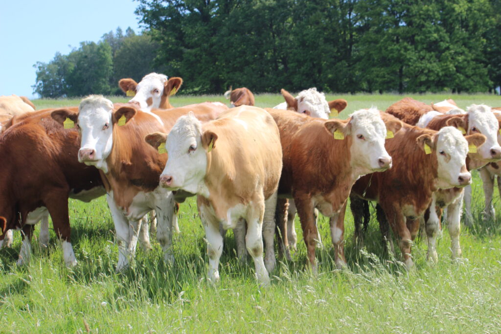 Před bluetongue lze zvířata na pastvině chránit nejen vakcinací, ale i repelenty