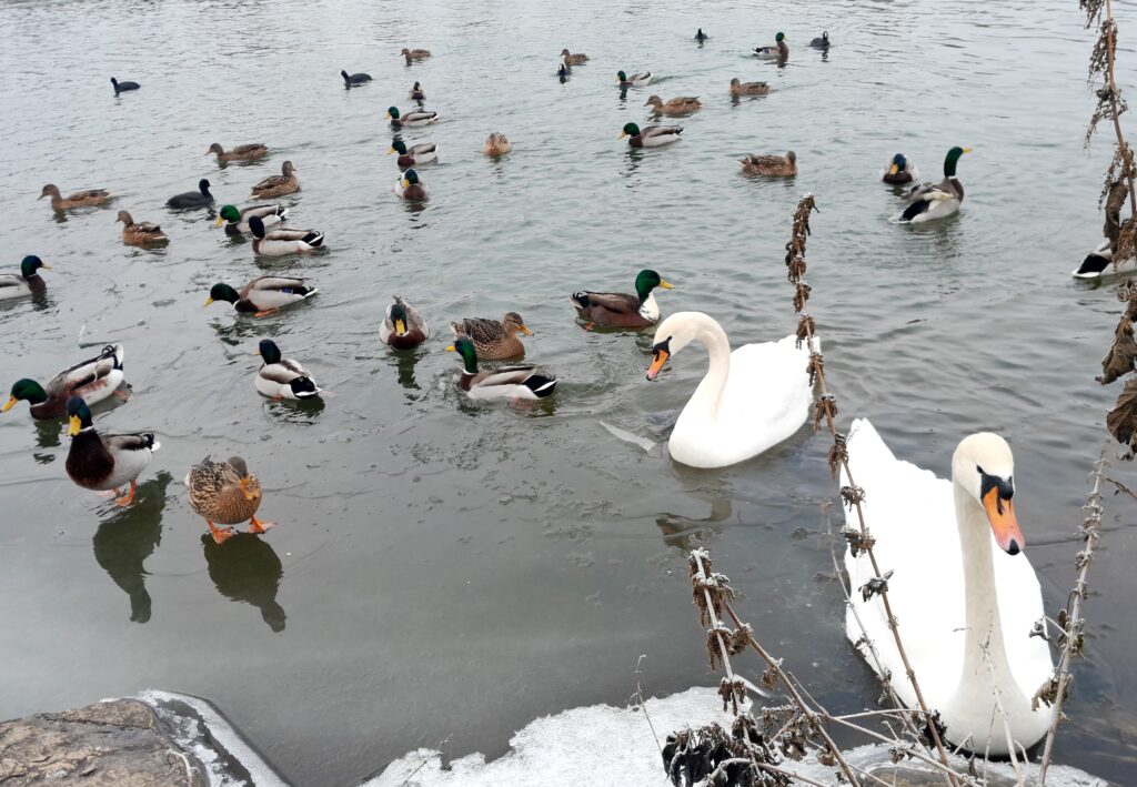 Hlavním zdrojem viru ptačí chřipky jsou volně žijící vodní ptáci