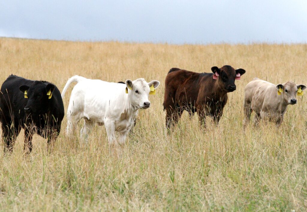 O úspěšném odchovu telat rozhoduje více faktorů