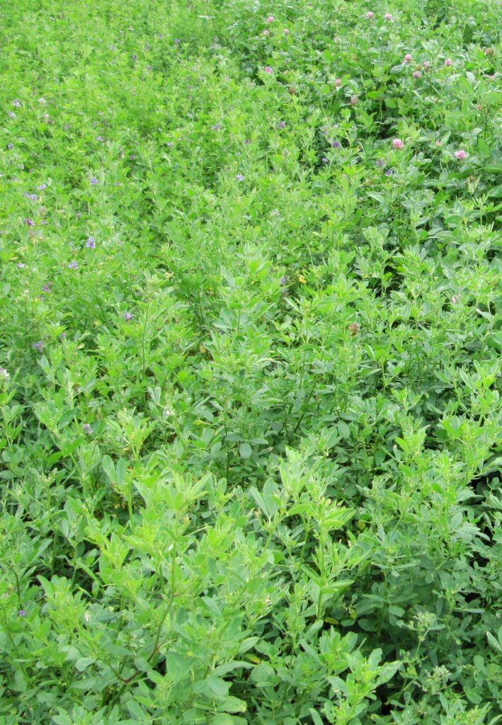 Správné načasování sklizně je klíčovým předpokladem pro dosažení optimálního poměru živin v silážované hmotě