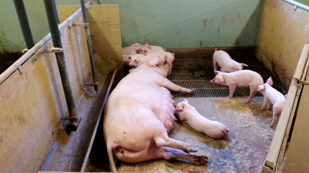 Welfarové ustájení prasnic na farmě Zlonice