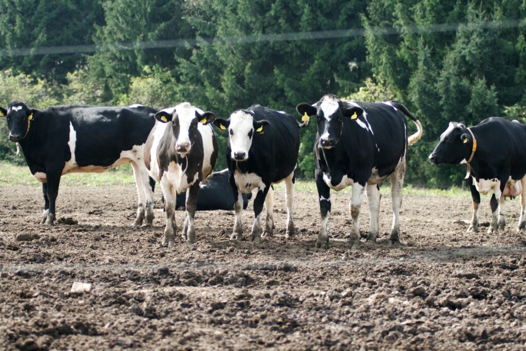 Metodu PCR - SNaPshot výzkumníci ověřovali také u holštýnského skotu