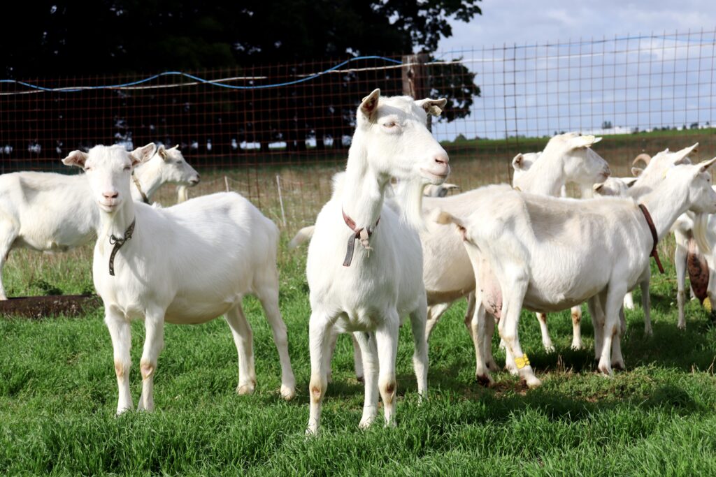 Koza bílá krátkosrstá