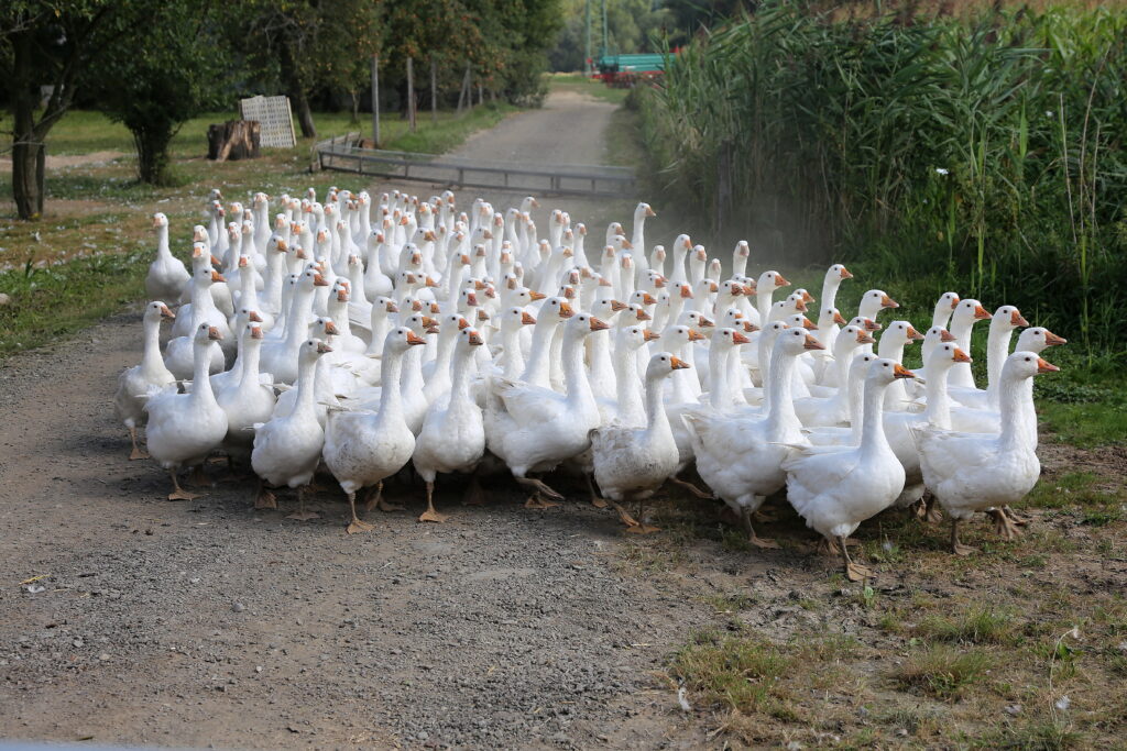Rodina Dobešových hospodaří na bývalém střítežském fojtství a mimo jiné se věnuje výkrmu a prodeji drůbeže 