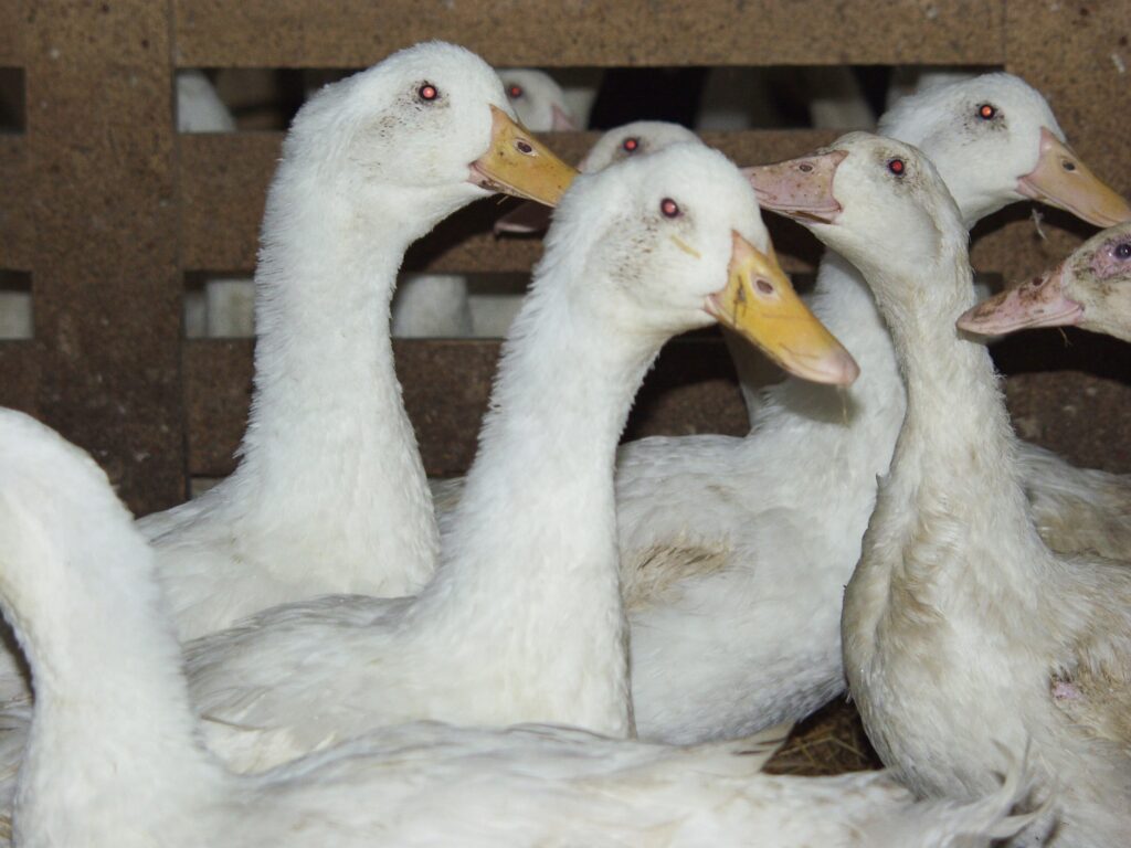 Nákaza byla odhalena v rámci preventivního vyšetření v chovech, které se nacházejí v uzavřených pásmech