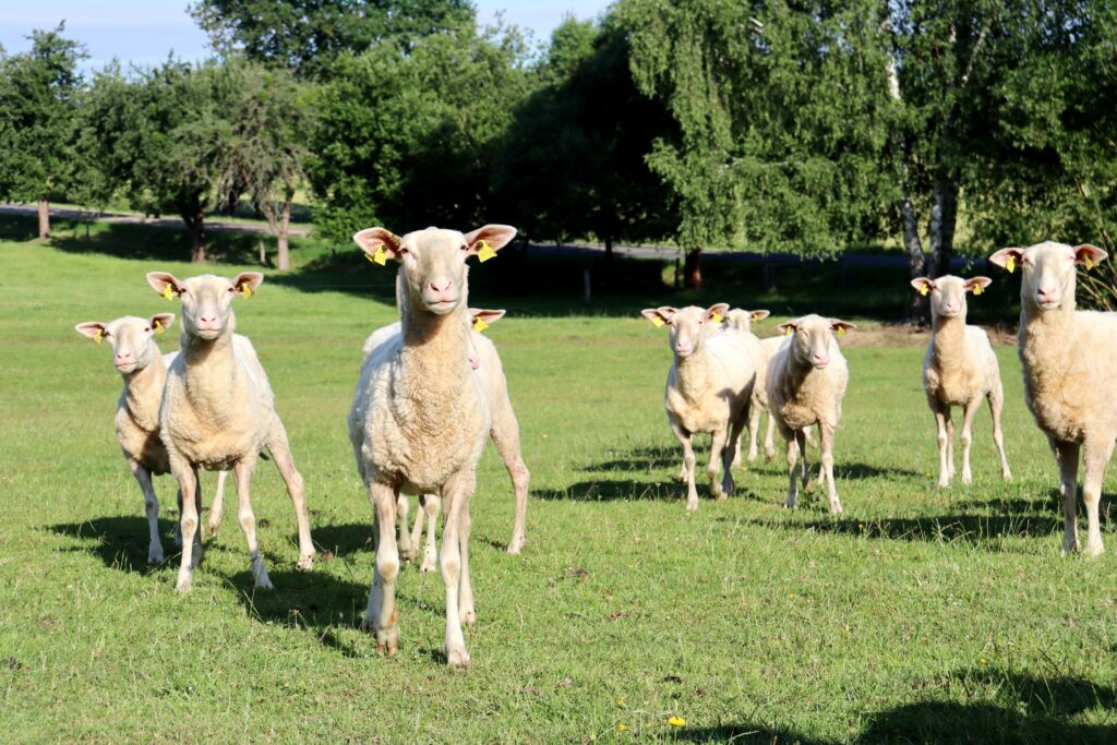 Východofríské ovce si získávají své příznivce