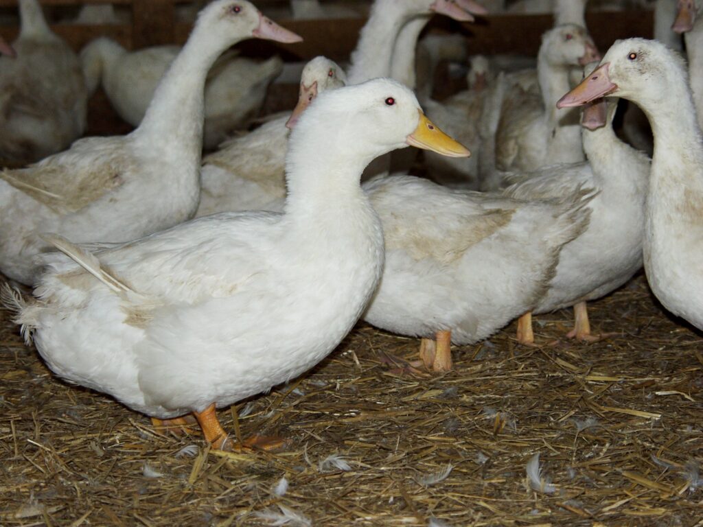 V komerčních chovech kachen bylo v souvisloti s ptačí chřipkou letos utraceno na 90 tisíc ptáků