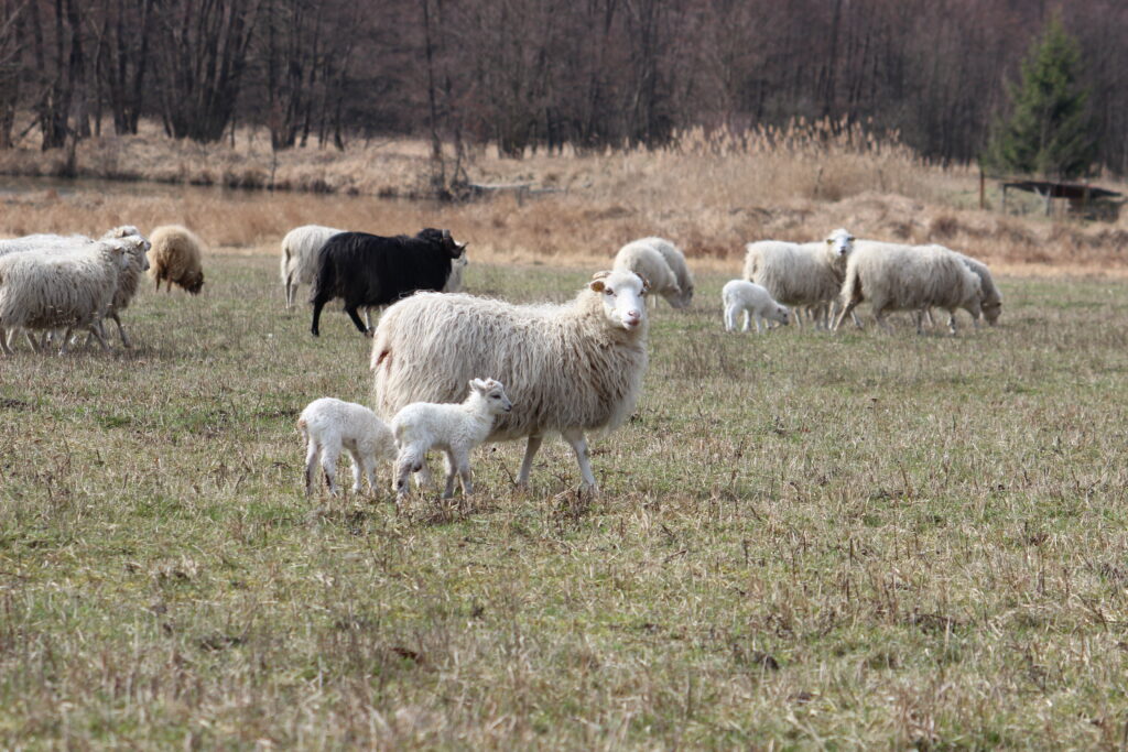 S katarální horečkou se u nás potýkají chovatelé ovci...