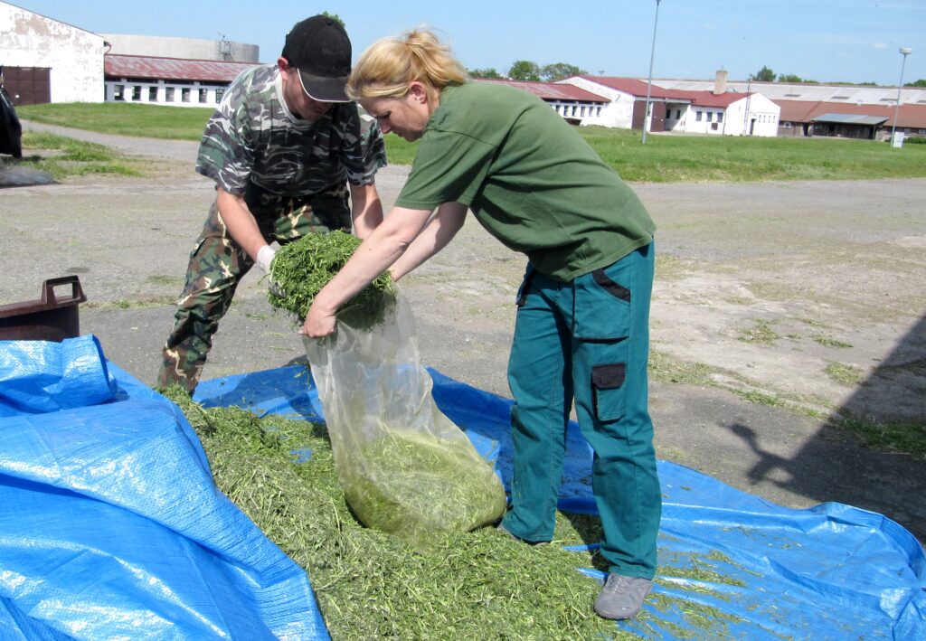 Plnění pokusných silážních vaků čerstvou řezankou vojtěšky seté