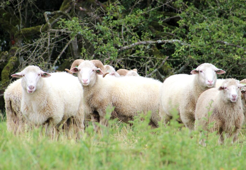 Početní stavy šumavských ovcí se snižují
