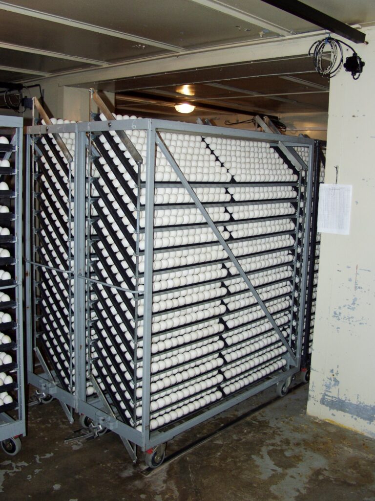 V chovných hejnech se v rámci přijatých opatření musí zlikvidovat i násadová vejce