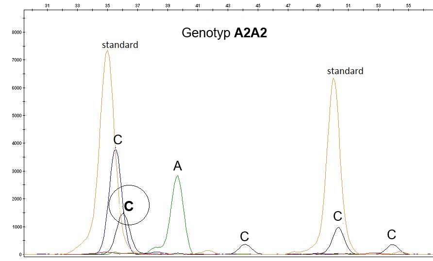 Elektroforetické vzory fragmentu PCR se šesti mutacemi beta-kaseinového lokusu v mléce krav