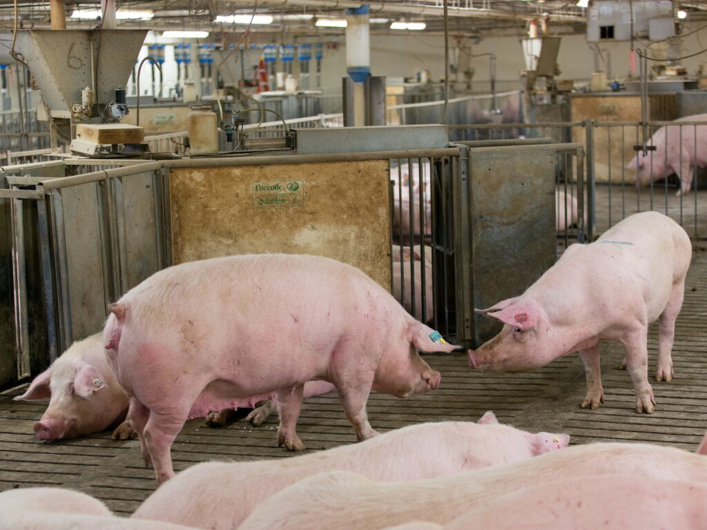 Rychlé odstranění hnoje a zbytků krmiva, udržování optimálního větrání v chovech a vhodná nutriční rovnováha zvyšují odolnost prasat vůči nemocem
