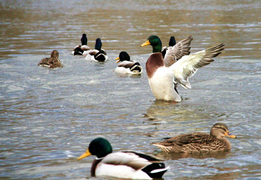 Asi nejčastějším zdrojem viru ptačí chřipky u nás jsou kachny divoké