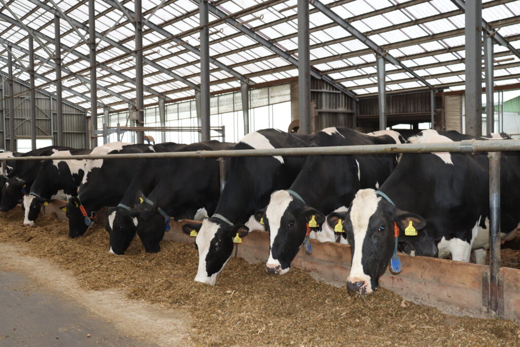 Objevují se poznatky o přenosu viru aviární influenzy i na skot