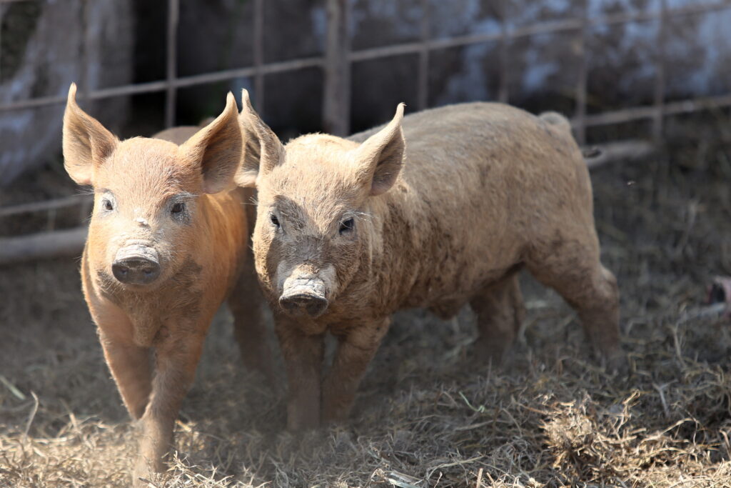 Virem tzv. prasečí chřipky se na celém světě v letech 2009–2010 nakazilo až 1,4 miliardy osob