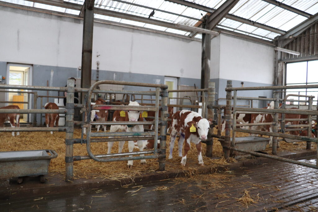 V teletníku mají jalovičky na mléčné výživě k dispozici tři krmné stanice