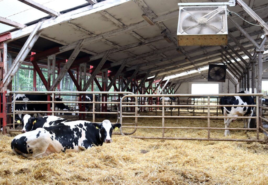 Investice na welfare ve stájích pro krávy v tranzitním období mají dlouhodobý efekt