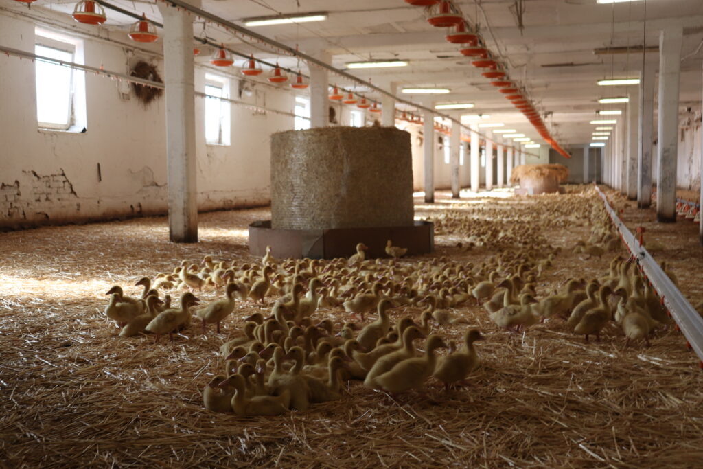 Chov drůbeže je jedním z pilířů živočišné výroby na farmě v Teplýšovicích